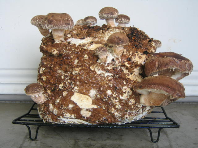 Mushroom Chassis (One Week Old)