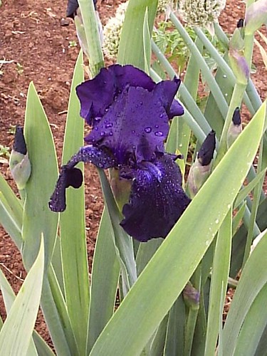Iris3