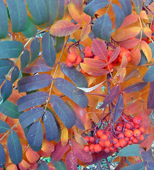 mountain ash tree - autumn leaves and berries