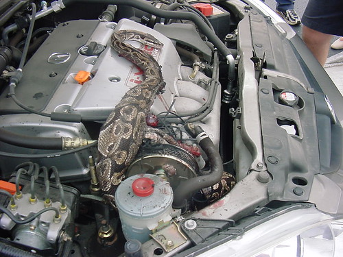 snake engine
