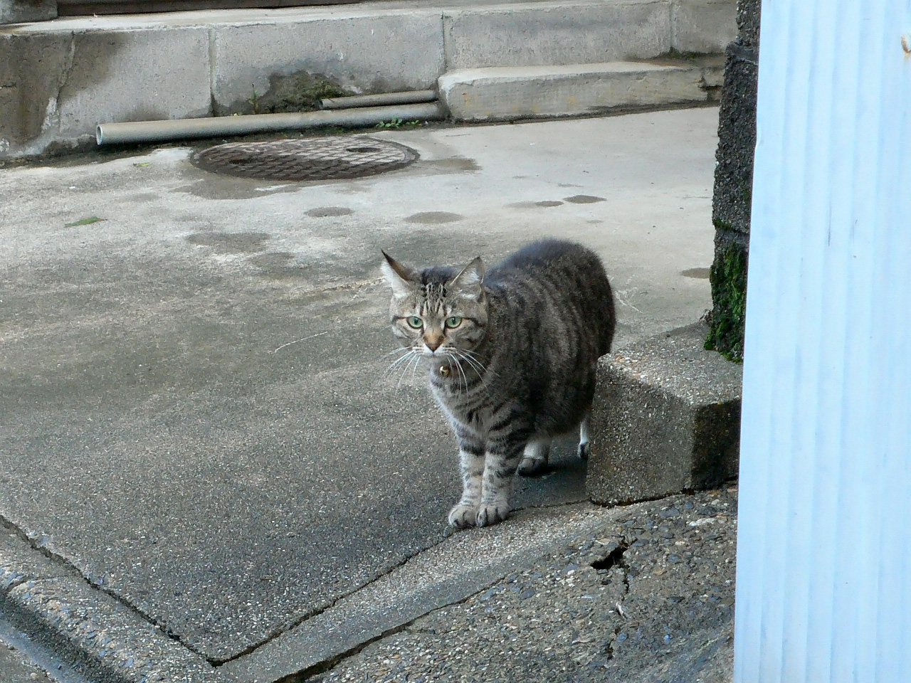 玄関先の猫