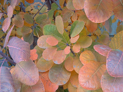 smoke tree - autumn leaves