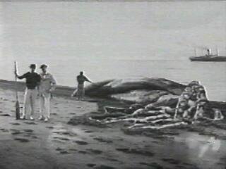 Pulpo (globster) gigante varado en la playa