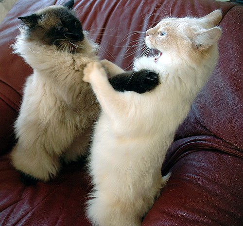 Kitten fight