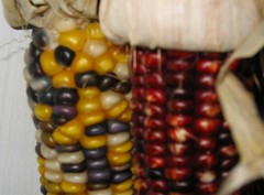 corn close-up