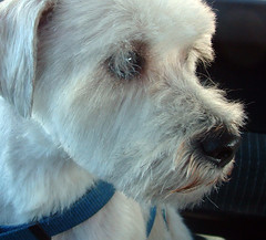 Henry: white terrier