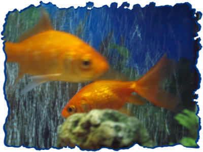 fishes friends