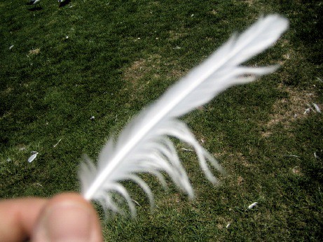 Blurry feather