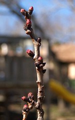 Last of the peach buds?