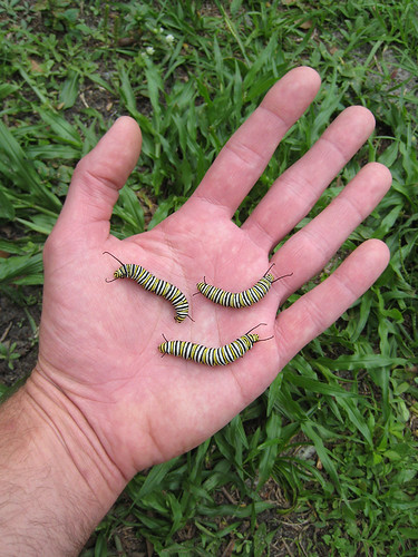 Caterpillar-in-hand-long