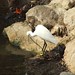 Ibiza - little egret near the roman bridge in Sant