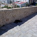 Ibiza - Sensible cat