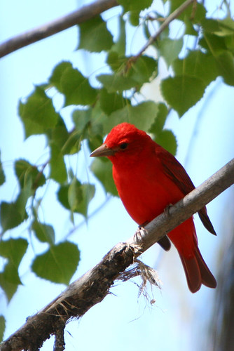 Day 136...2008...Summer Tanager