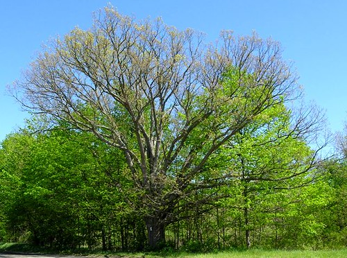 Michigan Oak Tree