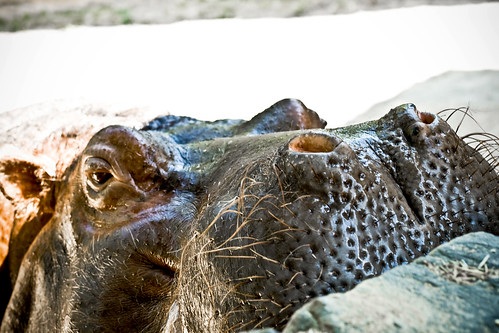 Hippo at the Philadelphia Zoo