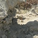 Formentera - Gecko a Playa de Lletas, Formentera