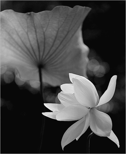 White Lotus Flower in Black and White - lotus70