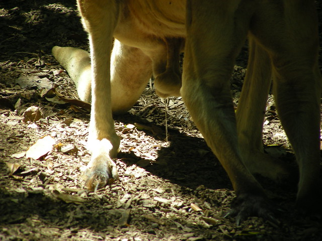 Urinating kangaroo | Flickr - Photo Sharing!