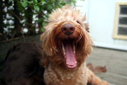 Either a Roar or Yawn!
