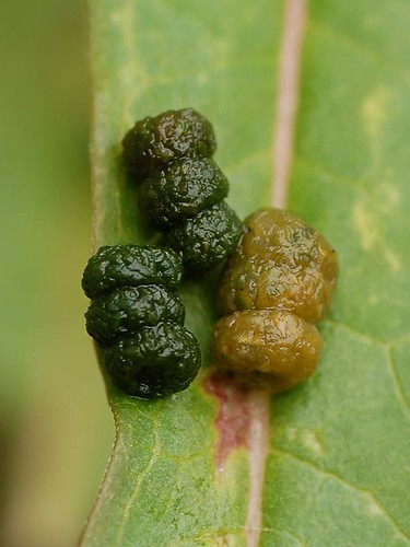 Caterpillar poop