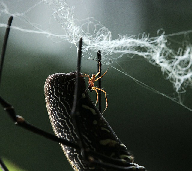 Spotlight on the male Nephila | Flickr - Photo Sharing!
