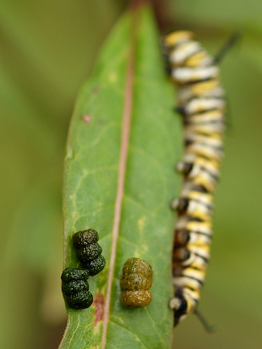 Caterpillar poop