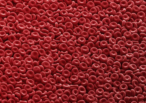 blood cell wallpaper