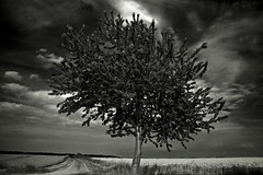 Photo 'The Lonely Tree' by Pascal Hertleif