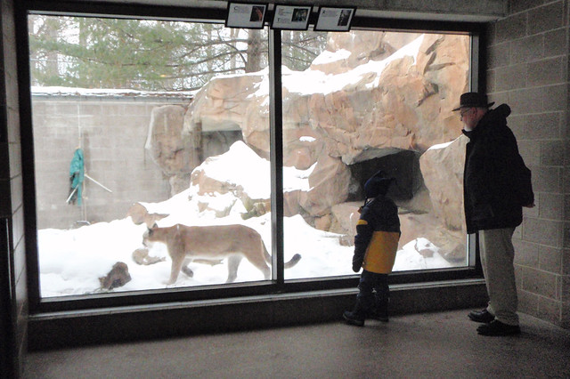 Cougars in Como Zoo
