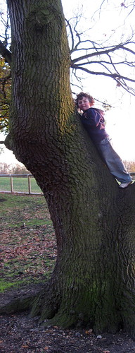 tree hugging