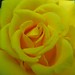 Yellow Rose by Mrs. Gemstone