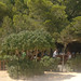 Ibiza - Eivissa Es Cubells Restaurant Bar Ses Boqu