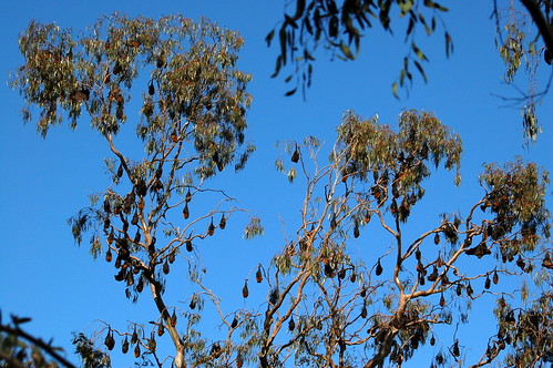 Fruit bats at Yarra Bend Park Melbourne