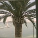 Ibiza - Palm Tree outside of our Hotel Room