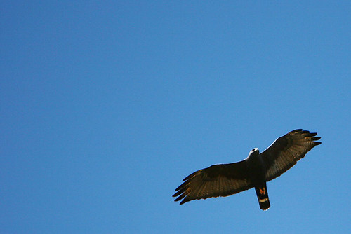 Day 128...2008 .falcon? hawk? eagle? kite?.