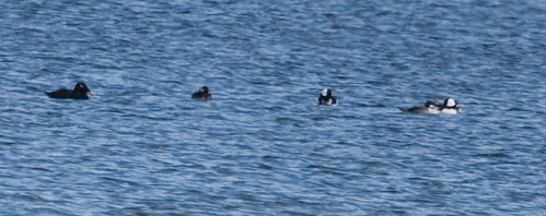 White-winged Scoter and friends