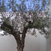 Ibiza - Tree, San Antonio