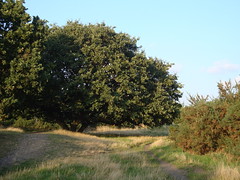 Nearby heath