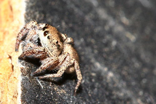 Day 206...2008...Salticidae/Jumping Spider