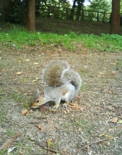 Squirrel in Hampden Park