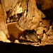 Ibiza - Thirsty cat in the caves