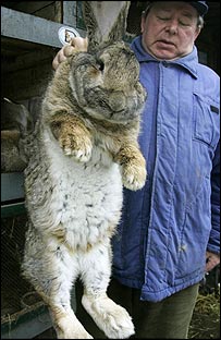 twenty pound rabbit