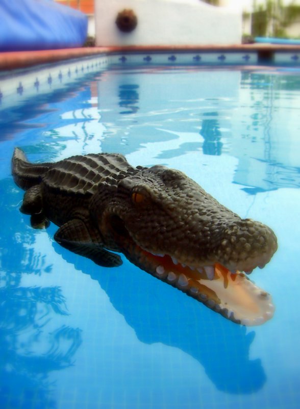 Crocodylus poolensis