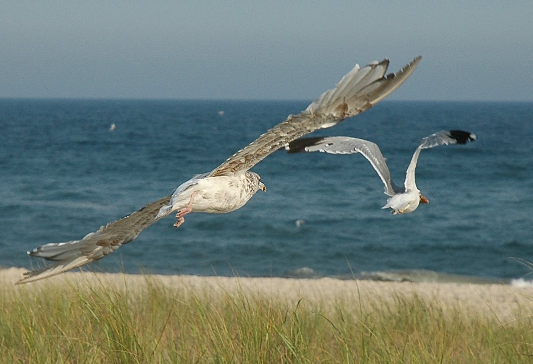 American Herring Gulls in flight