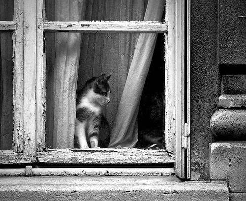 I clicked this cat in Paris. I still like this image. Posted 54 months ago.