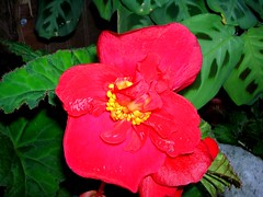 Begonia Red