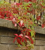 red leaves in edinburgh 2 (see comment)