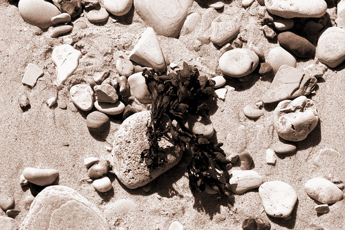 pebbles and seaweed