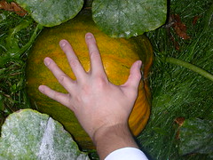 Pumpkin To Scale