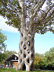 Circus Tree